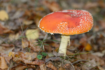  Fliegenpilz