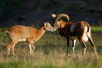 Europäische Mufflons