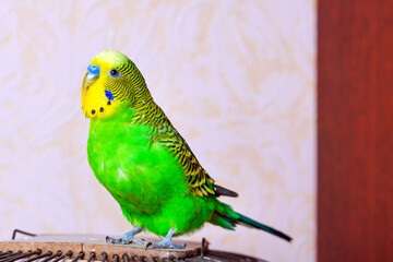 A green budgie sits at the top of the cage. Free keeping of a tropical bird pet.