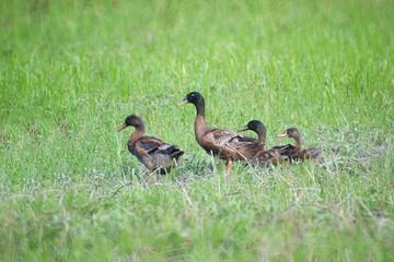 A group of asian duck.