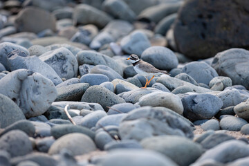 Ringed Plover on north coast northern ireland