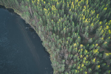 pine and fur tree forest by the lake, aerial view