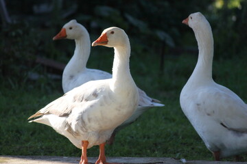 goose10