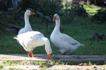 goose9