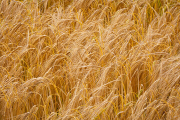 ripening barley on north coast northern ireland