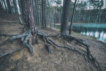 The roots of trees on the shore of a lake in reserve   Vyaryamyanselka  Ridge reserve