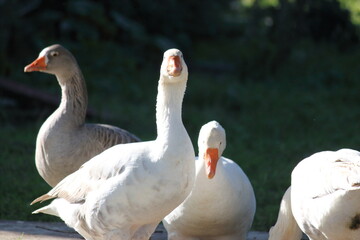 goose11
