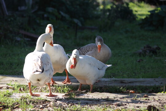 goose5