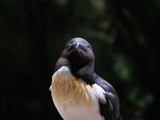 Fototapeta premium For enquiries: fredsounds at gmail.com