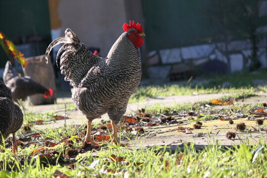 rooster1