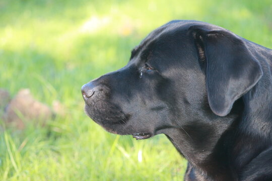 labrador7
