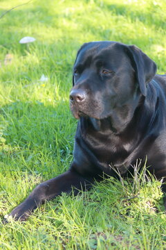 labrador3
