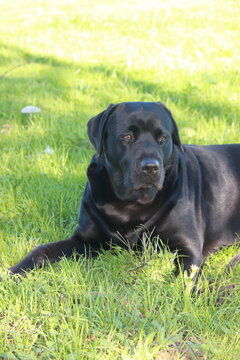 labrador2