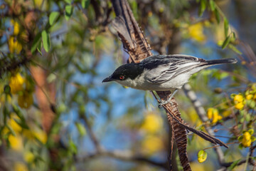 Black backed Puffback in yellow flowering tree in Kruger National park, South Africa ; Specie Dryoscopus cubla family of Malaconotidae