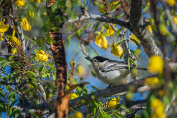 Black backed Puffback in yellow flowering tree in Kruger National park, South Africa ; Specie Dryoscopus cubla family of Malaconotidae
