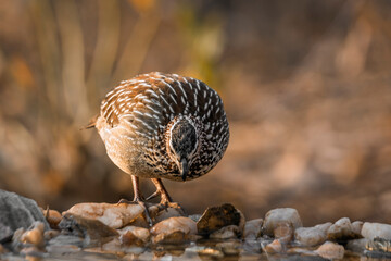 Obraz premium Crested Francolin standing at waterhole front view in Kruger National park, South Africa ; Specie Dendroperdix sephaena family of Phasianidae