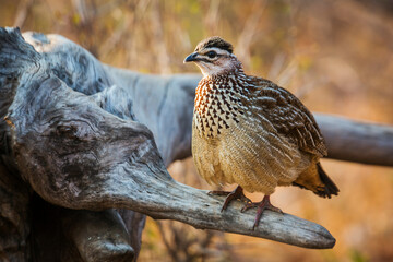 Crested Francolin standing on log in morning light in Kruger National park, South Africa ; Specie Dendroperdix sephaena family of Phasianidae