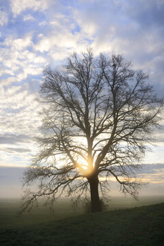 In autumn a bare oak stands in portrait format in front of a wide landscape from which fog rises, at dawn at sunrise