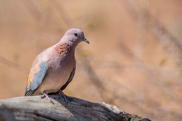 Laughing Dove standing in a log with blur background in Kruger National park, South Africa ; Specie Streptopelia senegalensis family of Columbidae