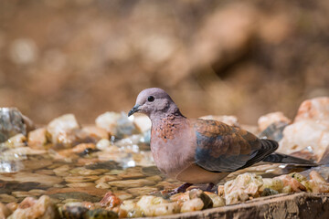 Laughing Dove bathing in waterhole in Kruger National park, South Africa ; Specie Streptopelia senegalensis family of Columbidae