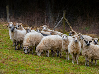 a herd of sheep on a farm