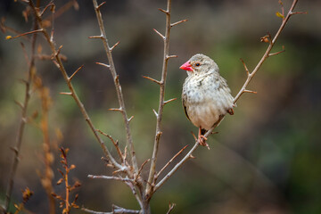 Red-billed Quelea perched on a branch with natural background in Kruger National park, South Africa ; Specie Quelea quelea family of Ploceidae