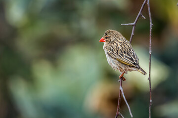 Red-billed Quelea perched on a branch with natural background in Kruger National park, South Africa ; Specie Quelea quelea family of Ploceidae