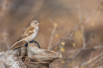 Southern Grey-headed Sparrow standing in a log with natural blur background in Kruger National park, South Africa ; Specie family Passer diffusus of Passeridae