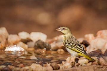 Village weaver standing at waterhole rear view in Kruger National park, South Africa ; Specie Ploceus cucullatus family of Ploceidae