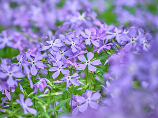 Fototapeta premium Blooming phlox in the summer garden.