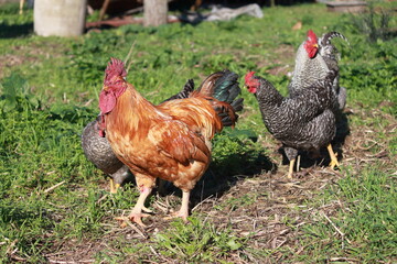 
chickens2