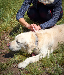 The veterinarian examines the pet's fur for parasites. Flea and tick repellent is dripped onto the dog's withers.
