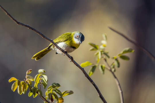 Cisticolidae Imagens Procure 451 fotos, vetores e vídeos Adobe Stock
