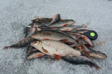 Winter fishing on the river, roach and perch fishing.