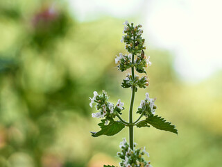 Catnip Nepeta Cataria flowers in the garden.