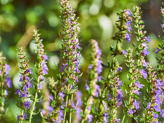 Fototapeta premium Purple flowers of hyssop (hyssopus officinalis)