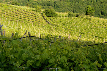 Fototapeta na wymiar vineyards on the alps,agriculture, field, vineyard, landscape, wine, green,vine, rural, rows, plant,countryside,