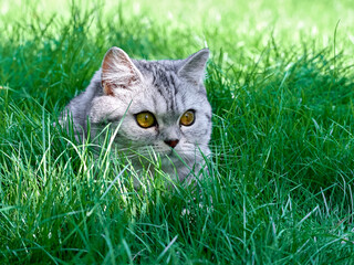 Kitten in the green grass.