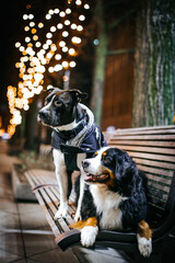 Bernese mountain dog and amstaff posing outside in the city. dog portrait at night. Christmas dog portrait.