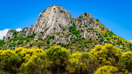 Vertical wall rocky mountain with green plants and yellow flowers. Pico de la Miel in La Cabrera Madrid.
