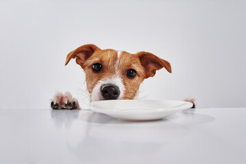 Jack Russell terrier dog with empty plate on table. Portrait of cute dog