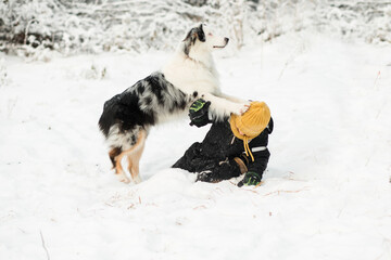 Little boy playing with australian shepherd in winter forest.