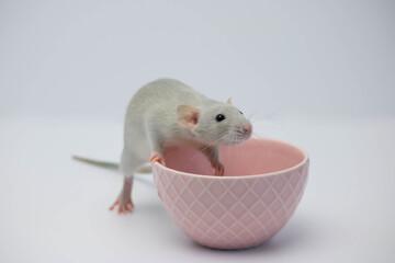 A cute grey decorative rat sits on a pink mug. Portrait of a rodent close-up on a white background.