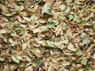 dried leaves isolated