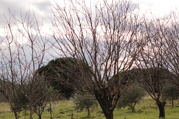 PAYSAGE  de saint andre de roquelongue