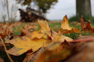 Blätter im herbst