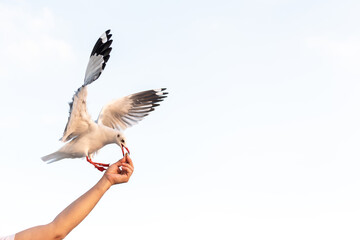 White seagull With red mouths and feet, eating food in people's hands, with sky background, to animal and nature concept.