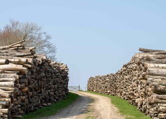 footpath through log piles stacked and ready for the timber industry