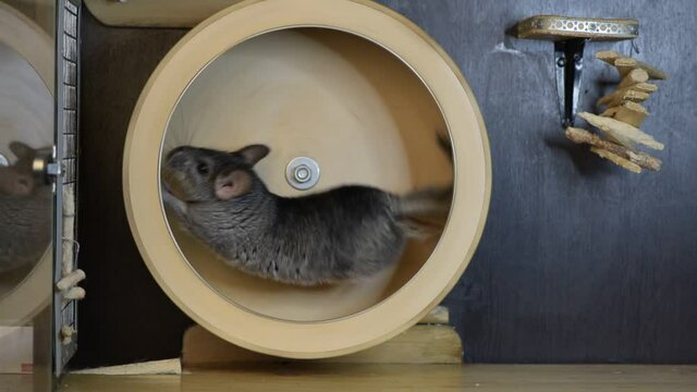 Gray chinchilla running in the wheel