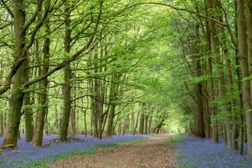 pathway through the beautiful blue bell wood